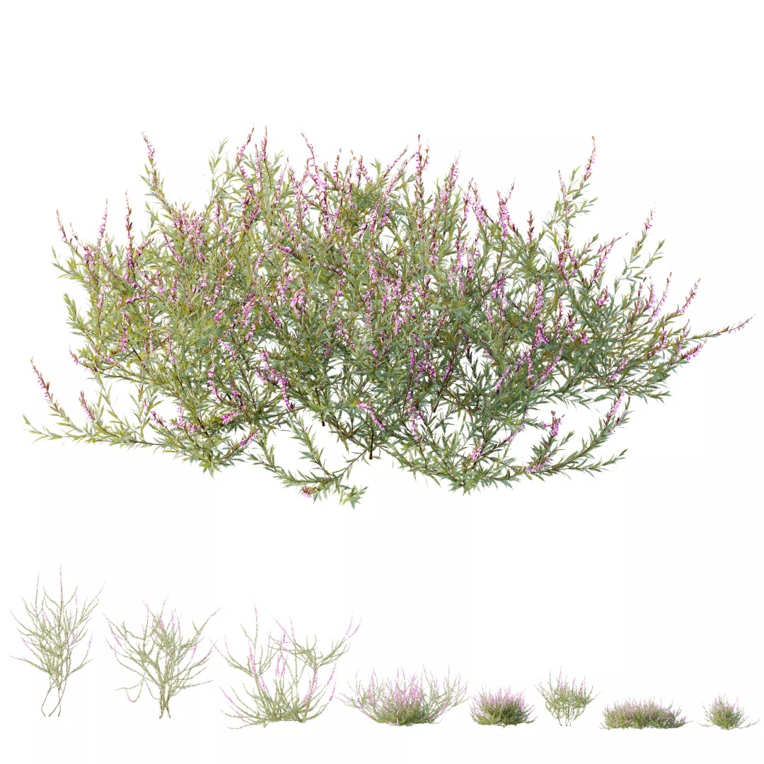 Purple Heather Bush 3D Model – High Poly PBR Plant Asset, FBX, OBJ - View 4