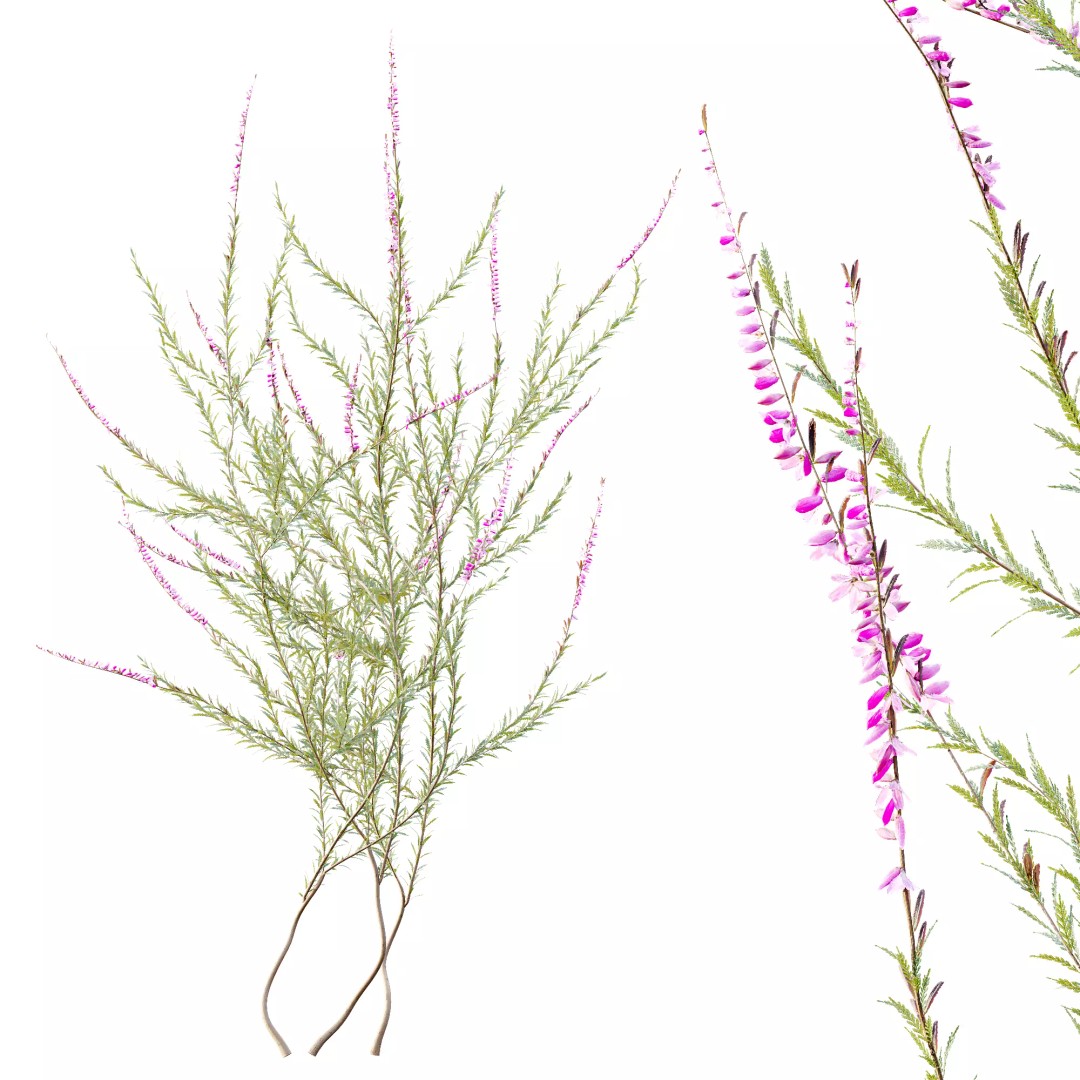 Purple Heather Bush 3D Model – High Poly PBR Plant Asset, FBX, OBJ - View 5
