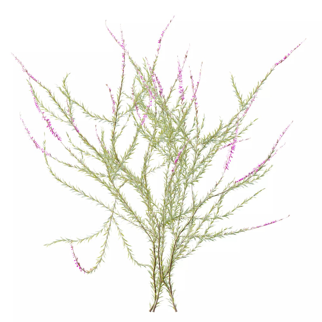 Purple Heather Bush 3D Model – High Poly PBR Plant Asset, FBX, OBJ - View 6