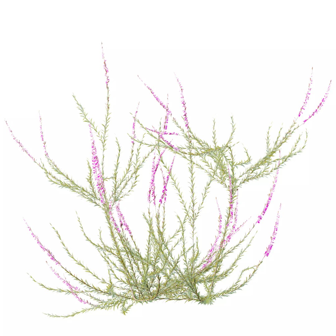 Purple Heather Bush 3D Model – High Poly PBR Plant Asset, FBX, OBJ - View 7