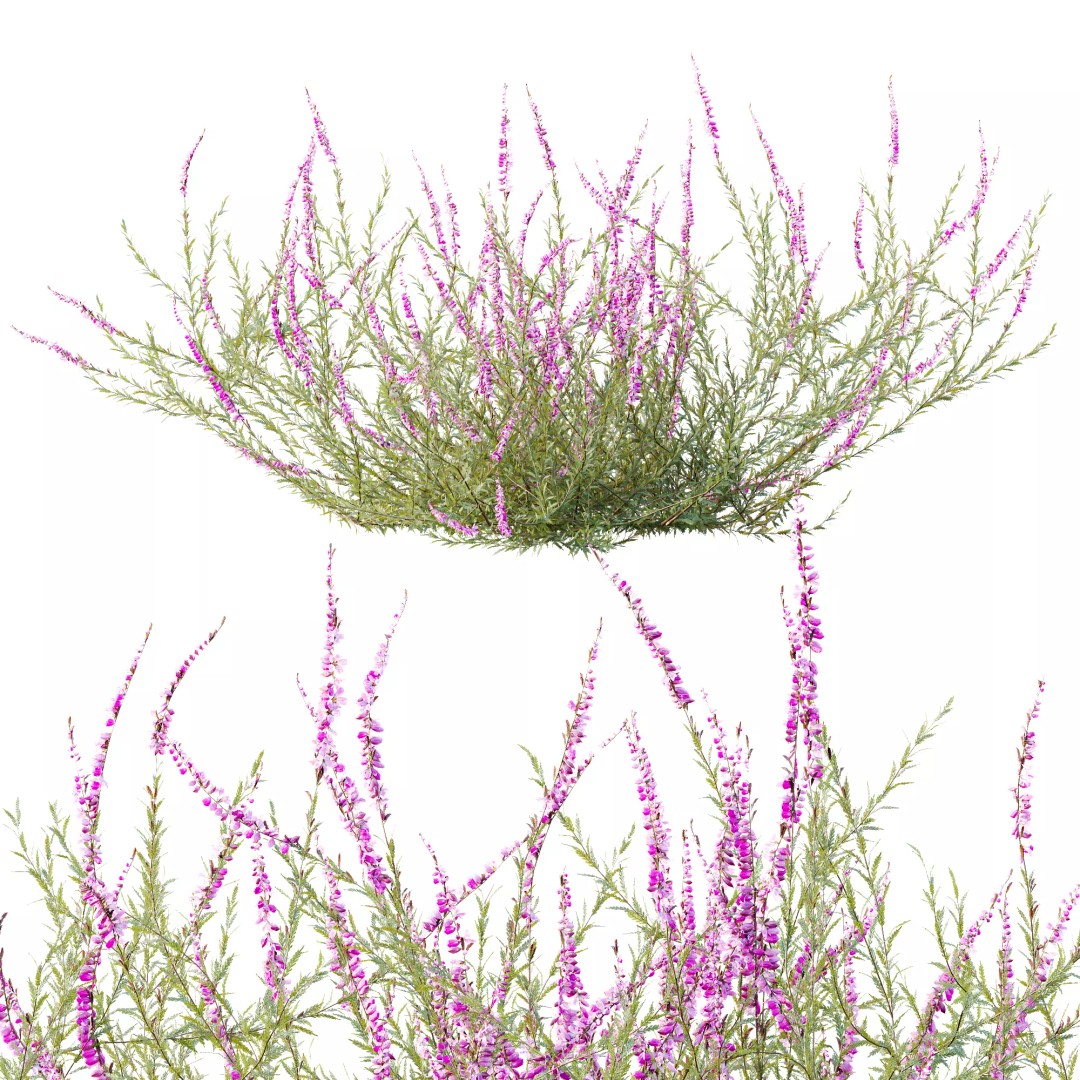 Purple Heather Bush 3D Model – High Poly PBR Plant Asset, FBX, OBJ - View 8