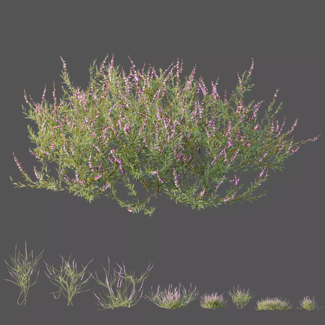 Purple Heather Bush 3D Model – High Poly PBR Plant Asset, FBX, OBJ - View 9