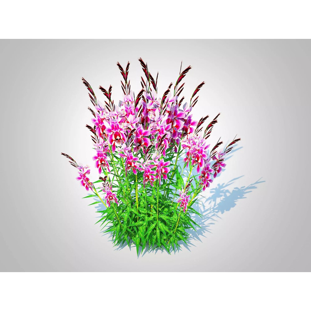 Gaura lindheimeri Pink 3D Model – Low Poly Game-Ready Asset, FBX - View 2
