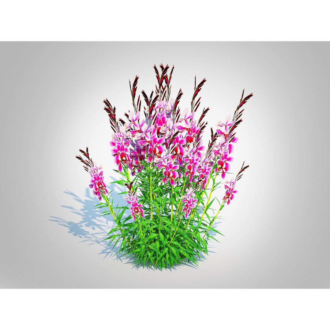 Gaura lindheimeri Pink 3D Model – Low Poly Game-Ready Asset, FBX - View 3