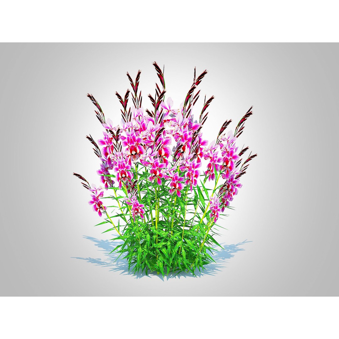 Gaura lindheimeri Pink 3D Model – Low Poly Game-Ready Asset, FBX - View 4