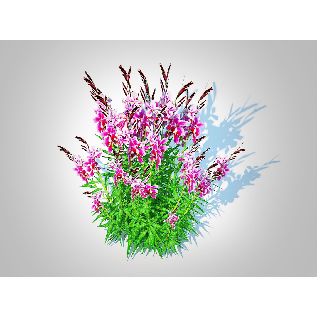 Gaura lindheimeri Pink 3D Model – Low Poly Game-Ready Asset, FBX - View 5