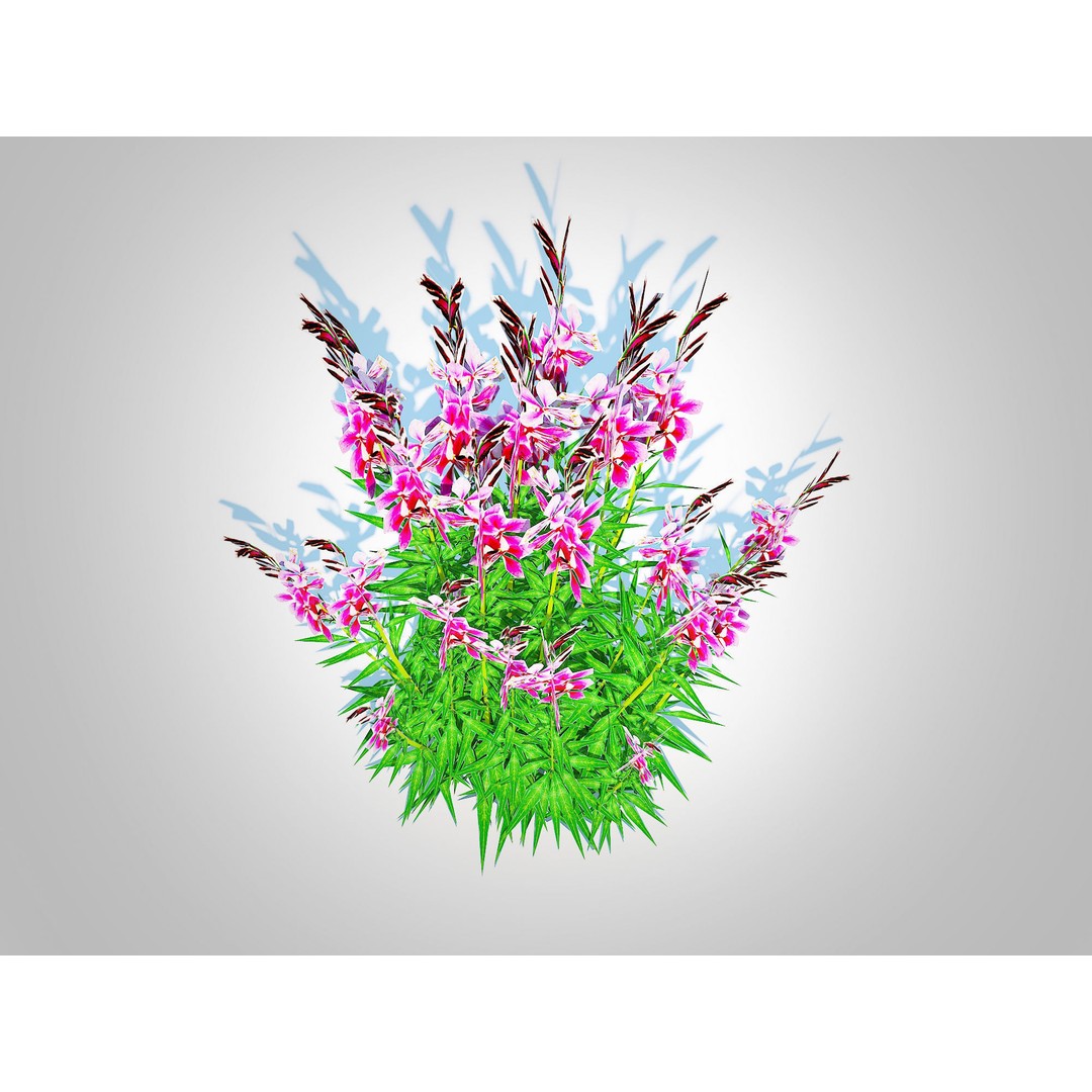 Gaura lindheimeri Pink 3D Model – Low Poly Game-Ready Asset, FBX - View 6