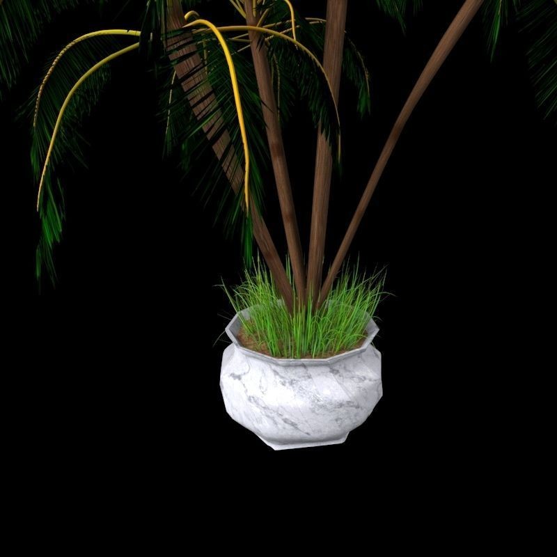 4 Palms 3D Model – Realistic Plant Asset with Textures, FBX, OBJ - View 10