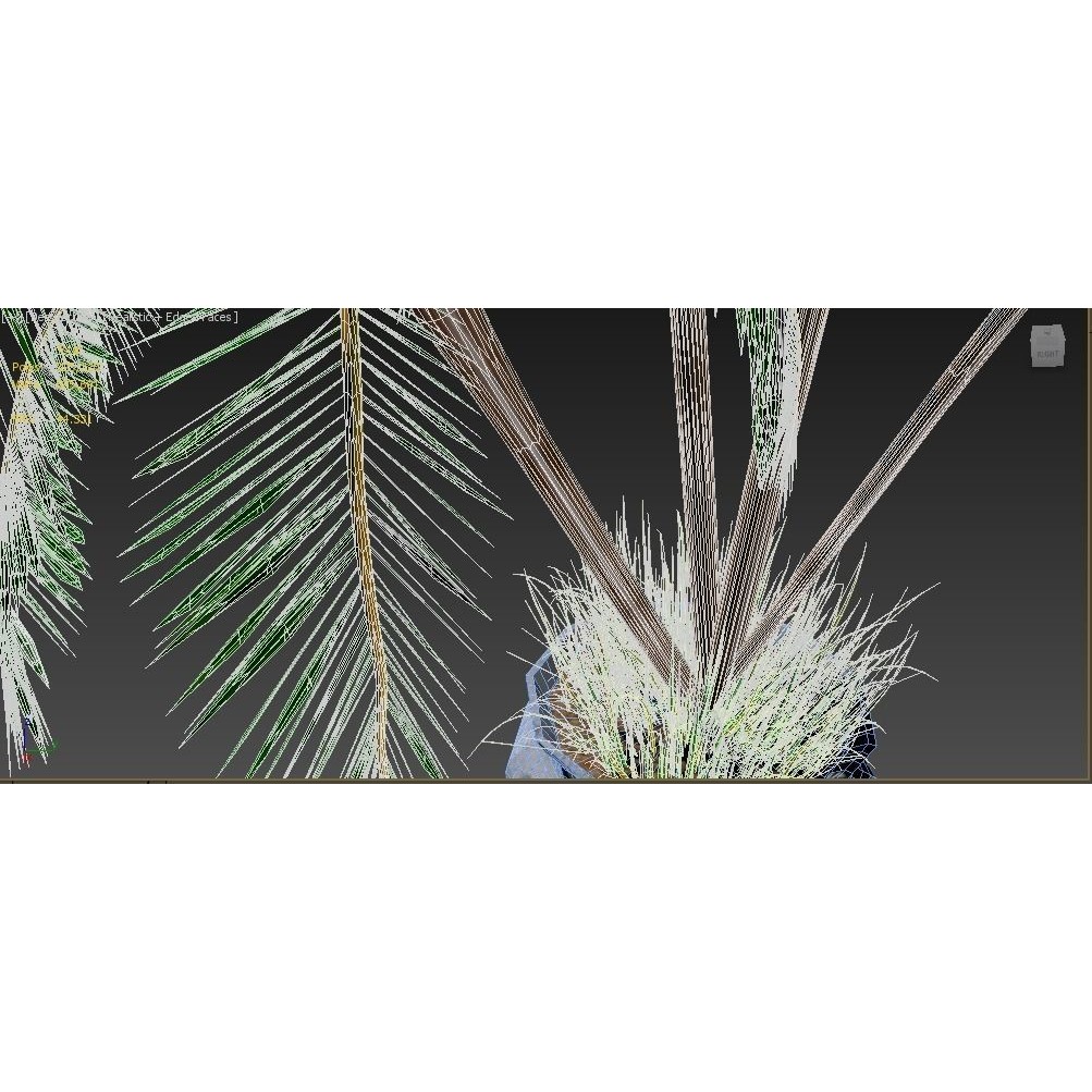 4 Palms 3D Model – Realistic Plant Asset with Textures, FBX, OBJ - View 12