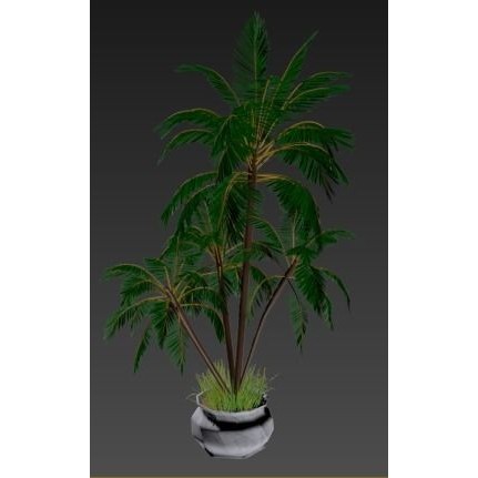 4 Palms 3D Model – Realistic Plant Asset with Textures, FBX, OBJ - View 14