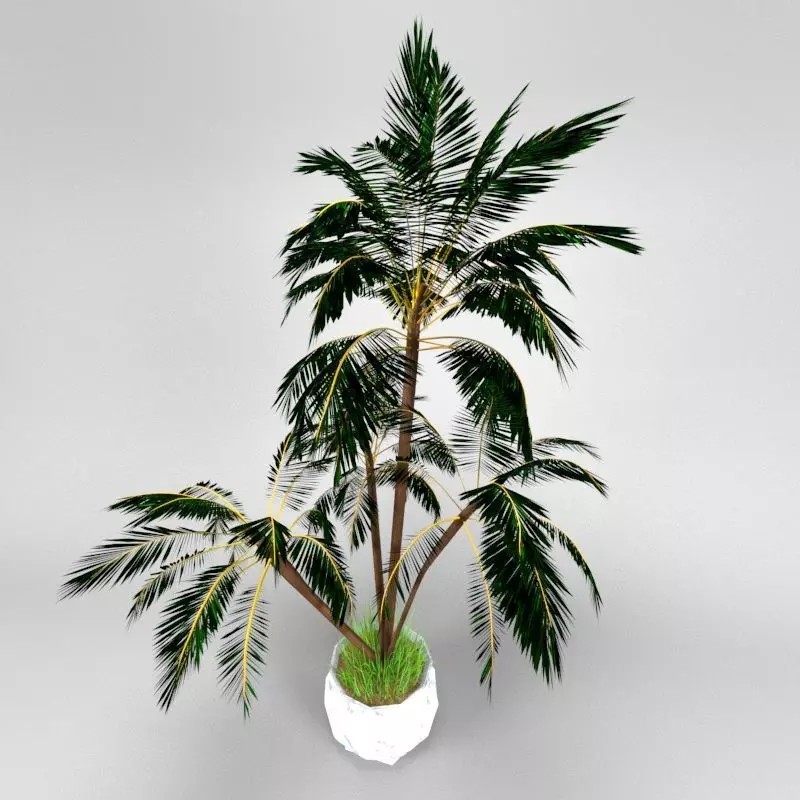 4 Palms 3D Model – Realistic Plant Asset with Textures, FBX, OBJ - View 2