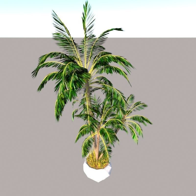 4 Palms 3D Model – Realistic Plant Asset with Textures, FBX, OBJ - View 3
