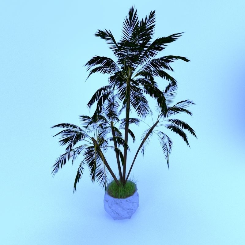 4 Palms 3D Model – Realistic Plant Asset with Textures, FBX, OBJ - View 9