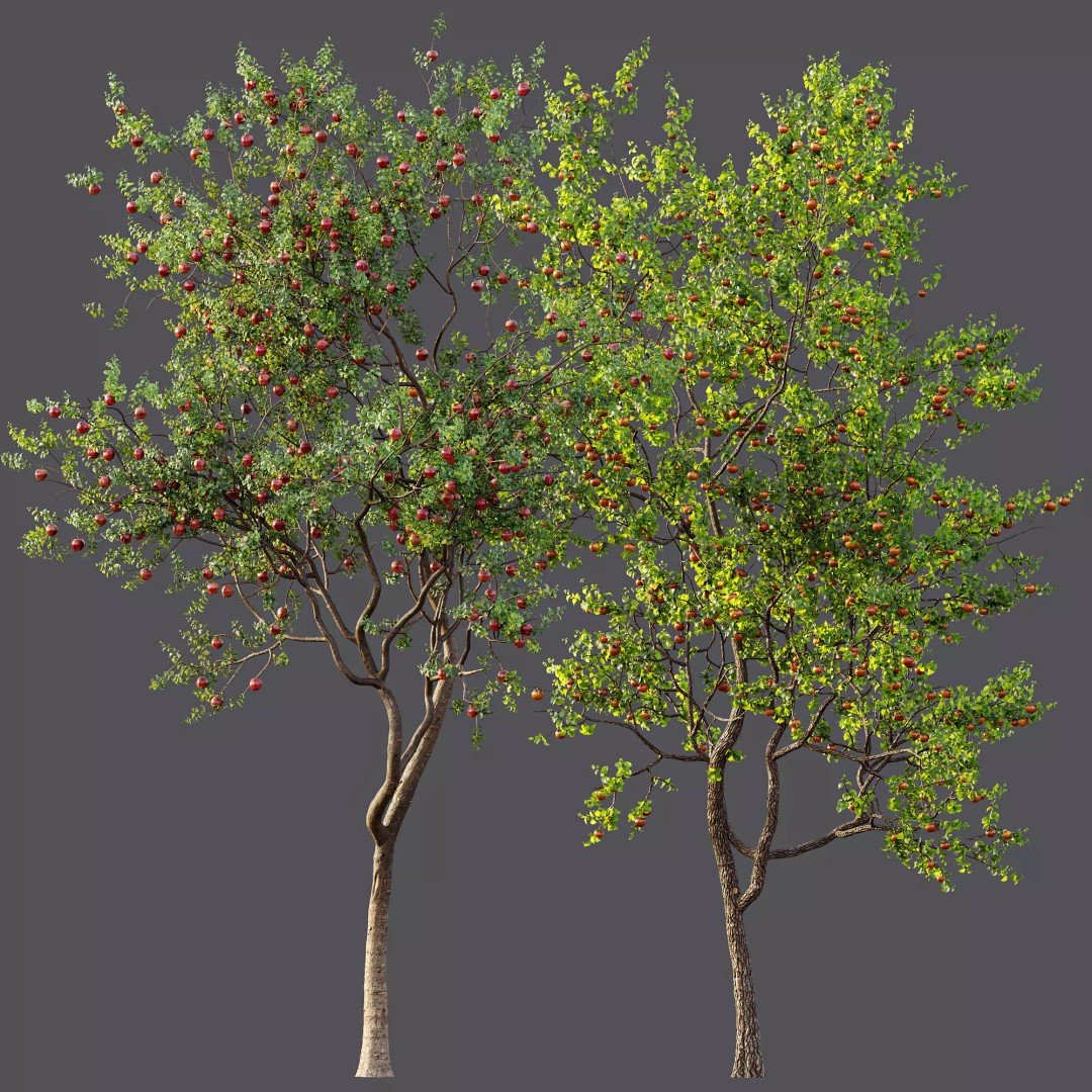 Persimmon and Red Apple 3D Model – Detailed High Poly Asset, FBX, OBJ - View 12