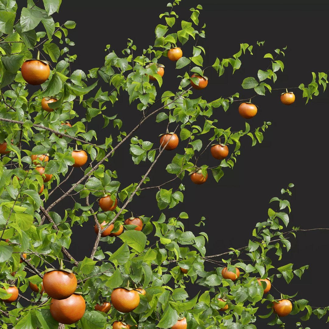 Persimmon and Red Apple 3D Model – Detailed High Poly Asset, FBX, OBJ - View 3