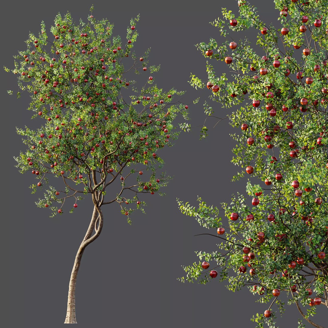 Persimmon and Red Apple 3D Model – Detailed High Poly Asset, FBX, OBJ - View 4