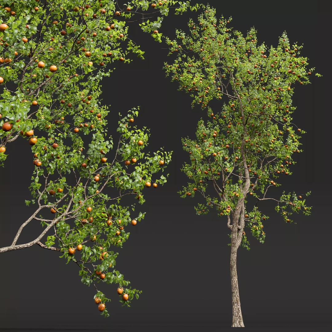 Persimmon and Red Apple 3D Model – Detailed High Poly Asset, FBX, OBJ - View 5