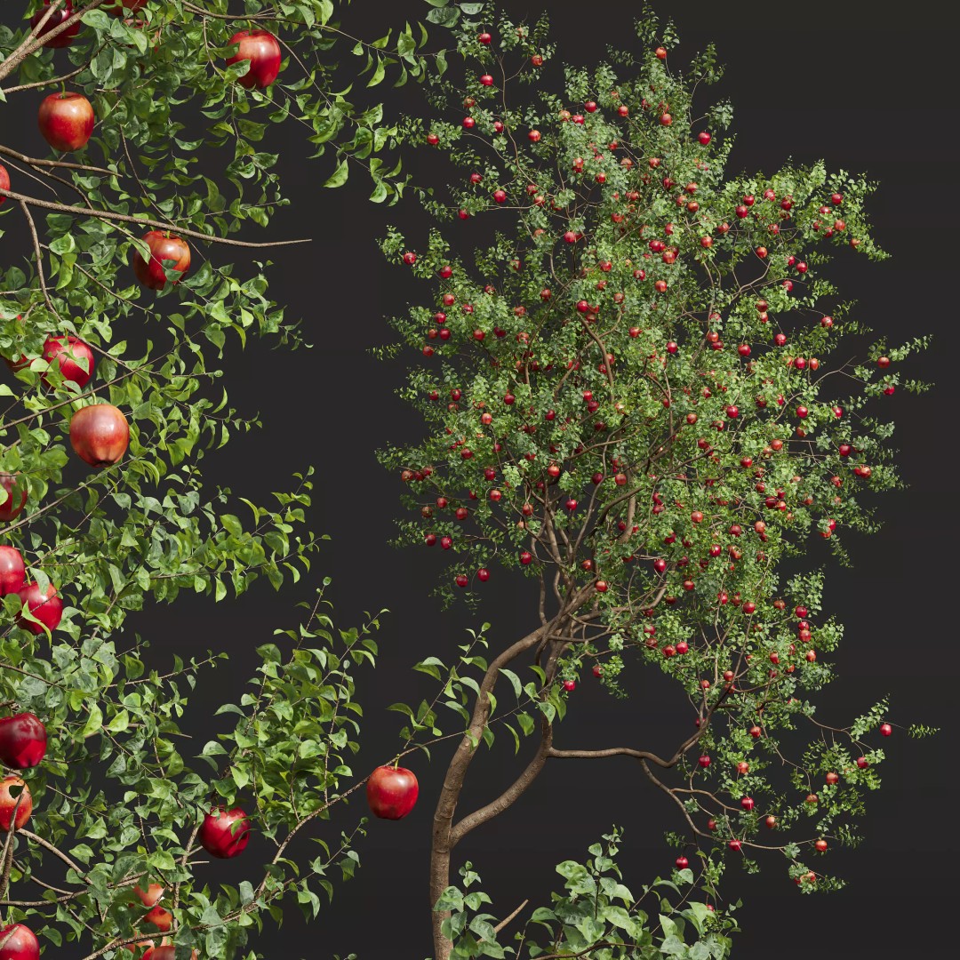 Persimmon and Red Apple 3D Model – Detailed High Poly Asset, FBX, OBJ - View 6