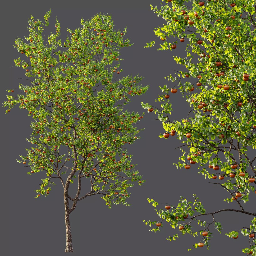Persimmon and Red Apple 3D Model – Detailed High Poly Asset, FBX, OBJ - View 9