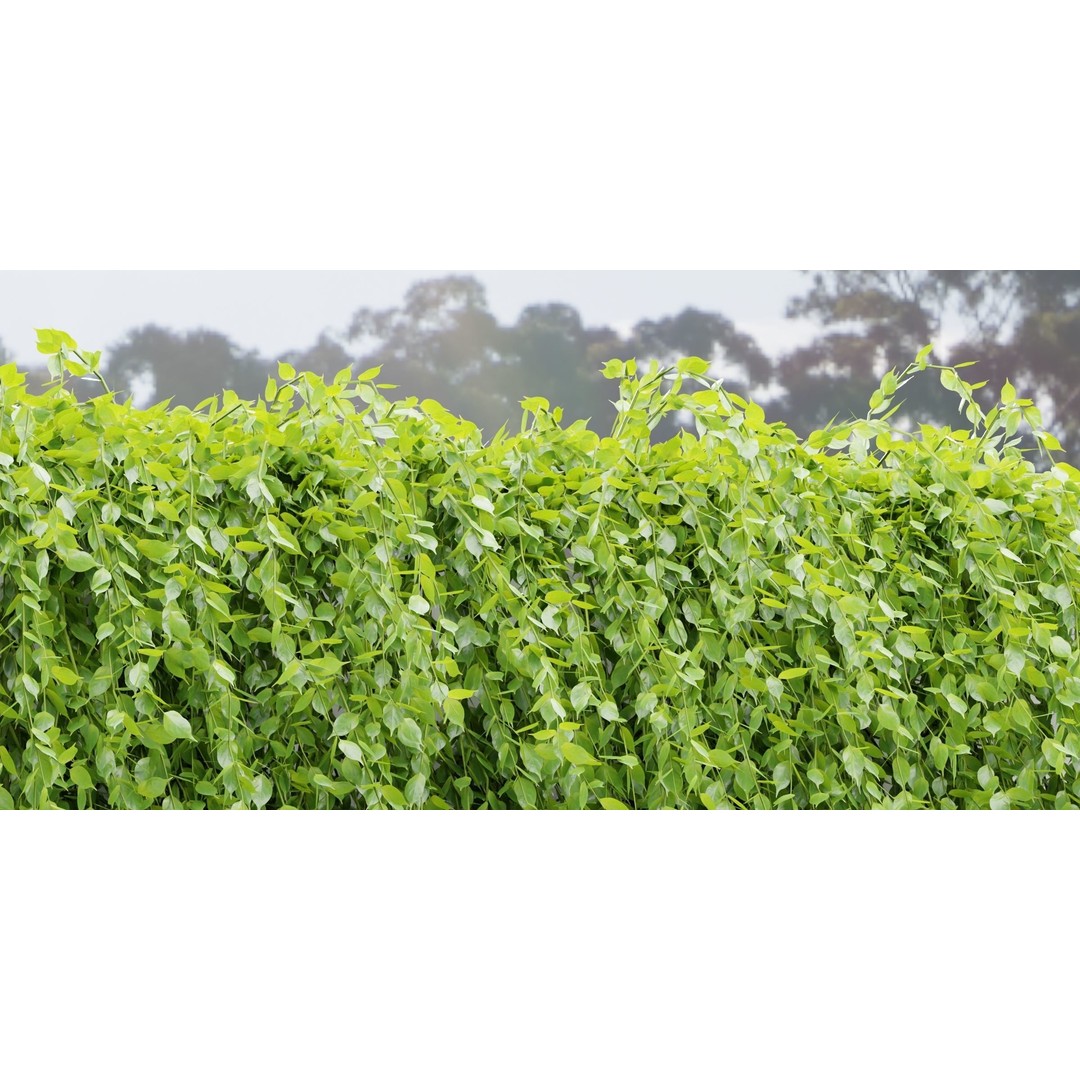 Creeper Plants 3D Model – PBR Hanging Ivy Collection, Blender & FBX - View 8