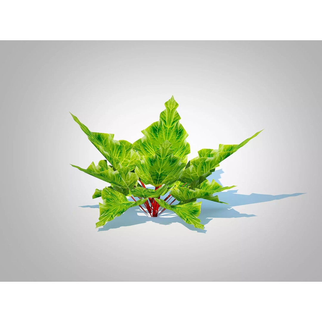 Rhubarb 3D Model – Low Poly Plant Asset for VR and AR - View 2