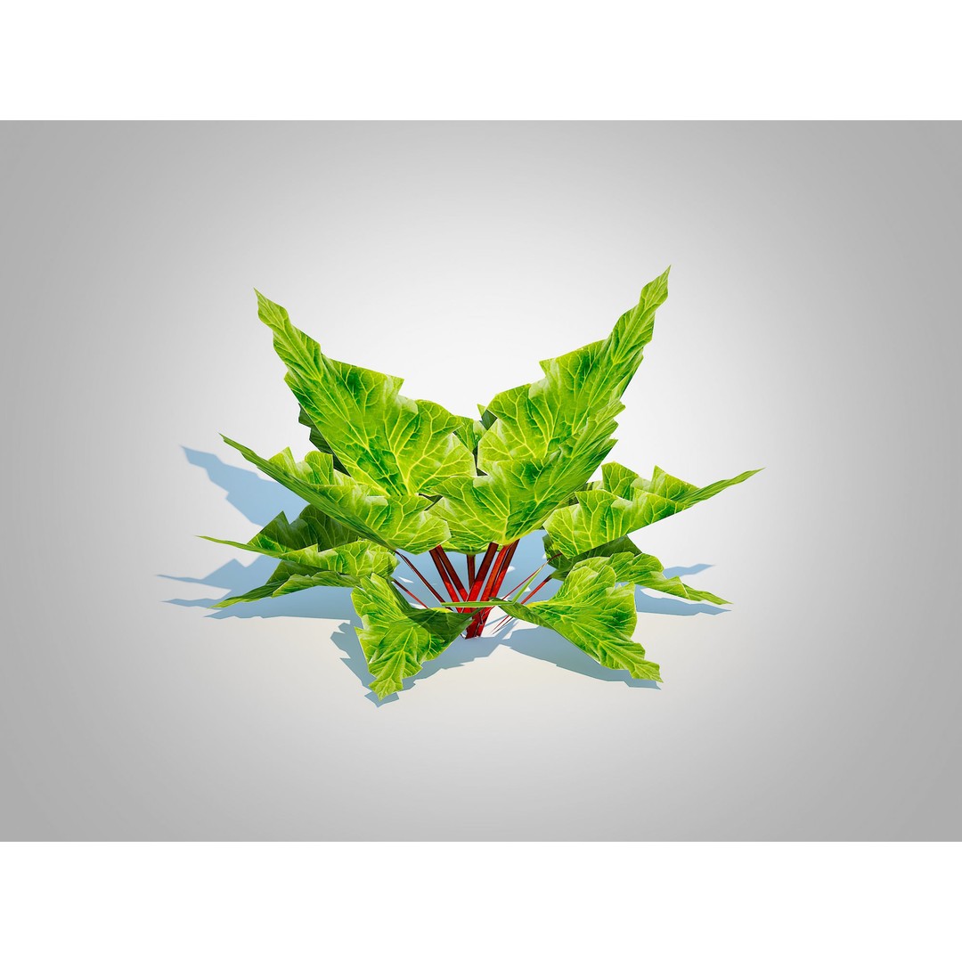 Rhubarb 3D Model – Low Poly Plant Asset for VR and AR - View 3