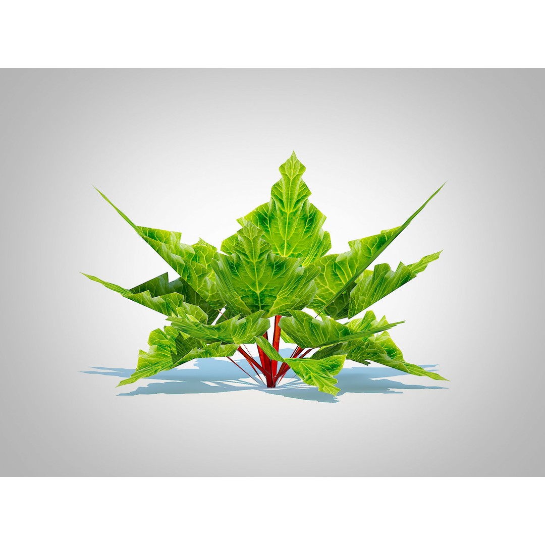 Rhubarb 3D Model – Low Poly Plant Asset for VR and AR - View 4
