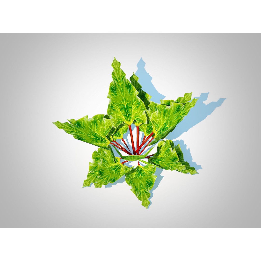 Rhubarb 3D Model – Low Poly Plant Asset for VR and AR - View 5