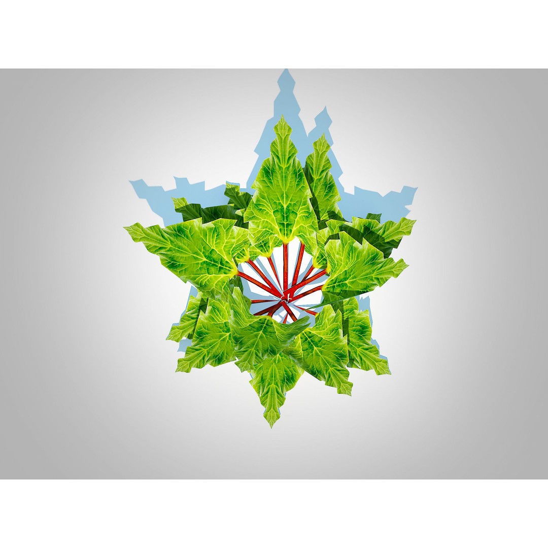 Rhubarb 3D Model – Low Poly Plant Asset for VR and AR - View 6