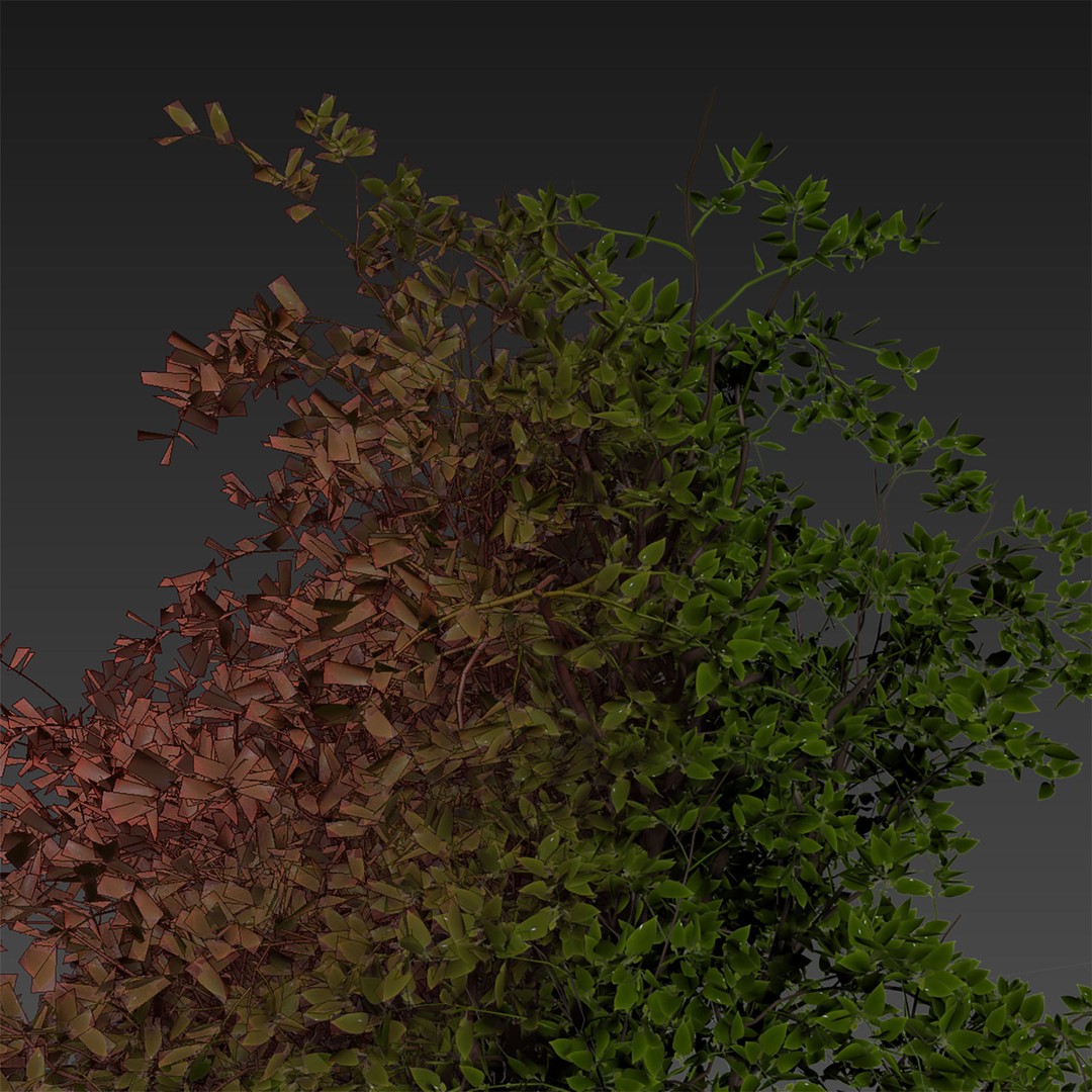 Mulberry Tree 3D Model – High Poly PBR Asset, FBX, OBJ