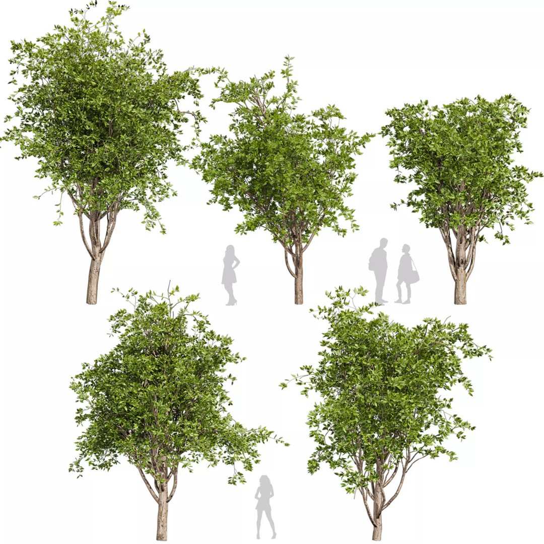 Mulberry Tree 3D Model – High Poly PBR Asset, FBX, OBJ - View 2