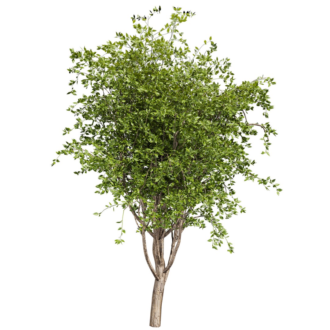 Mulberry Tree 3D Model – High Poly PBR Asset, FBX, OBJ - View 3