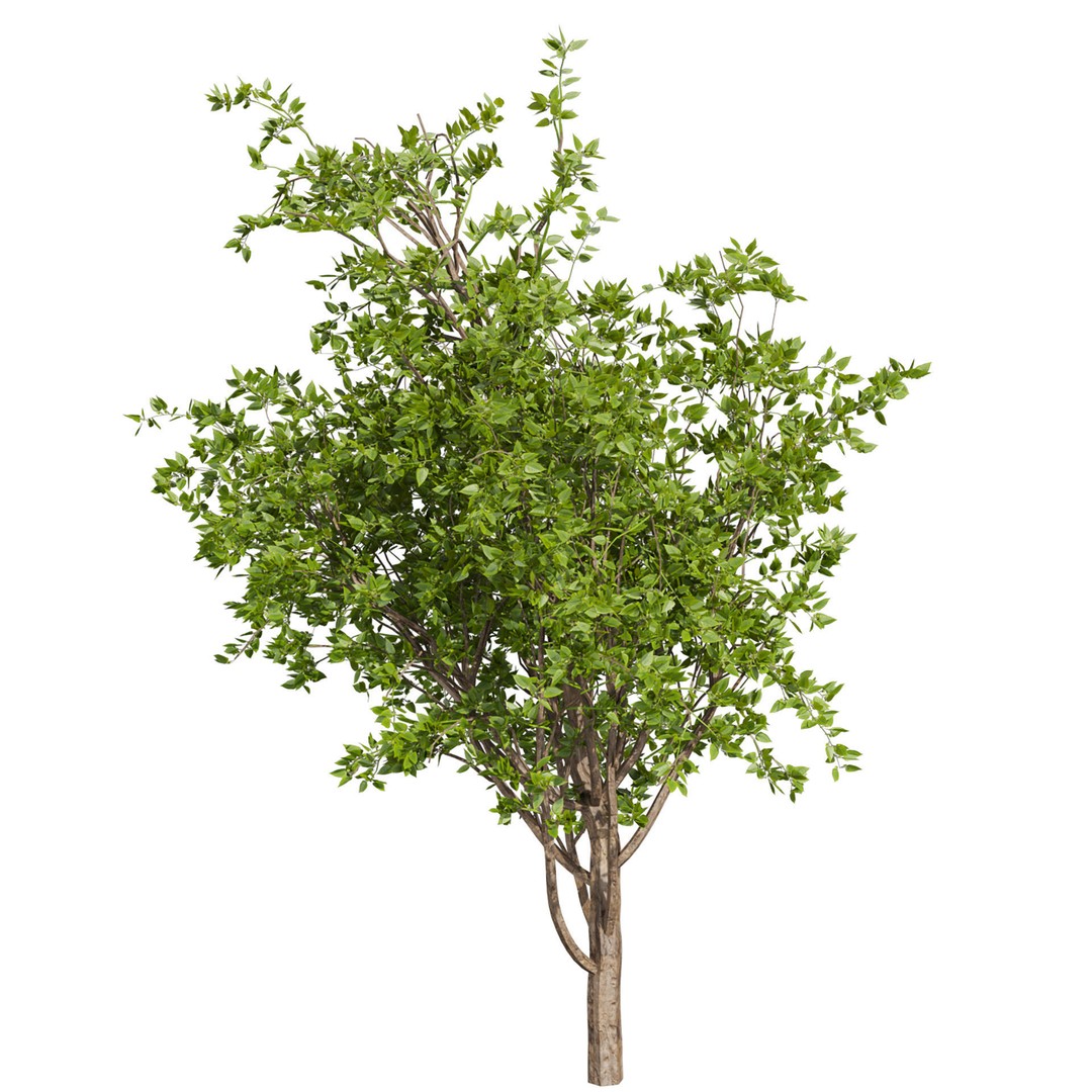 Mulberry Tree 3D Model – High Poly PBR Asset, FBX, OBJ - View 4