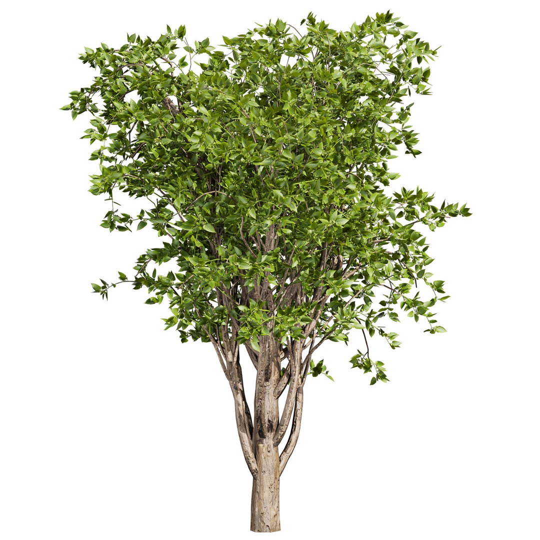 Mulberry Tree 3D Model – High Poly PBR Asset, FBX, OBJ - View 5