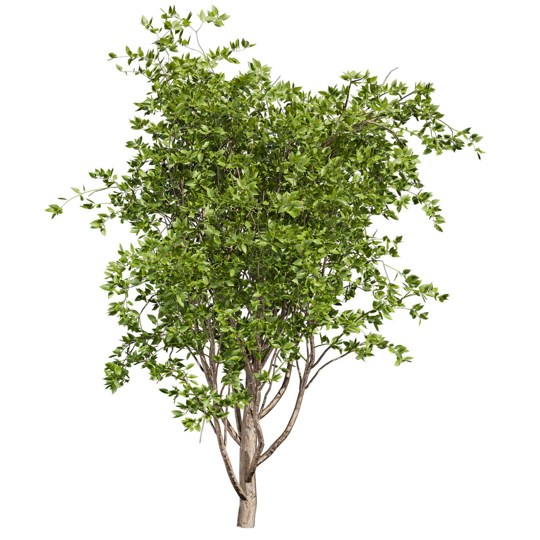 Mulberry Tree 3D Model – High Poly PBR Asset, FBX, OBJ - View 6