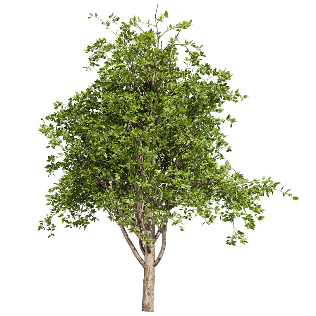 Mulberry Tree 3D Model – High Poly PBR Asset, FBX, OBJ - View 7