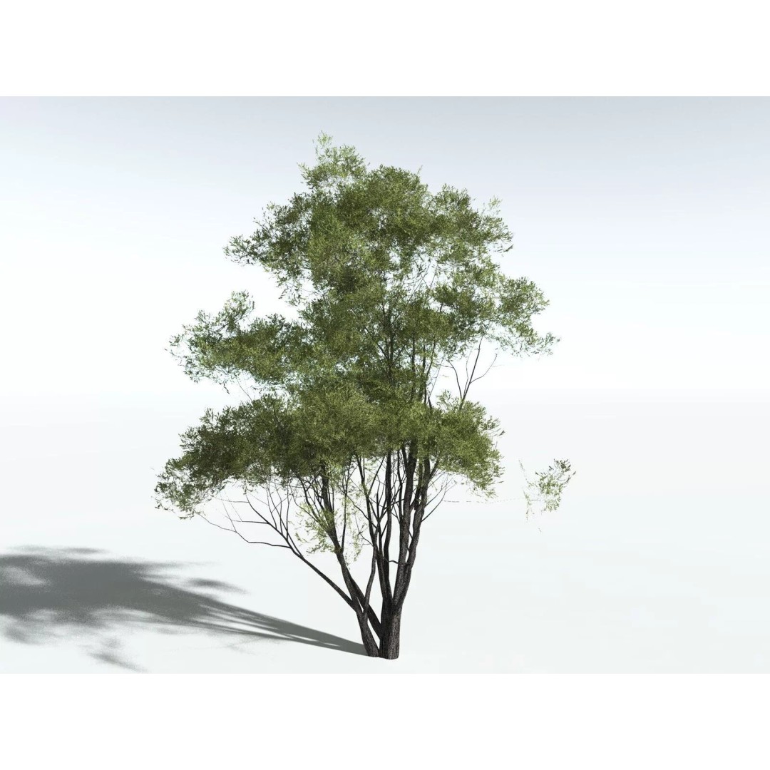 California Bay 3D Model – High Poly Tree Asset, FBX PBR Textures - View 10