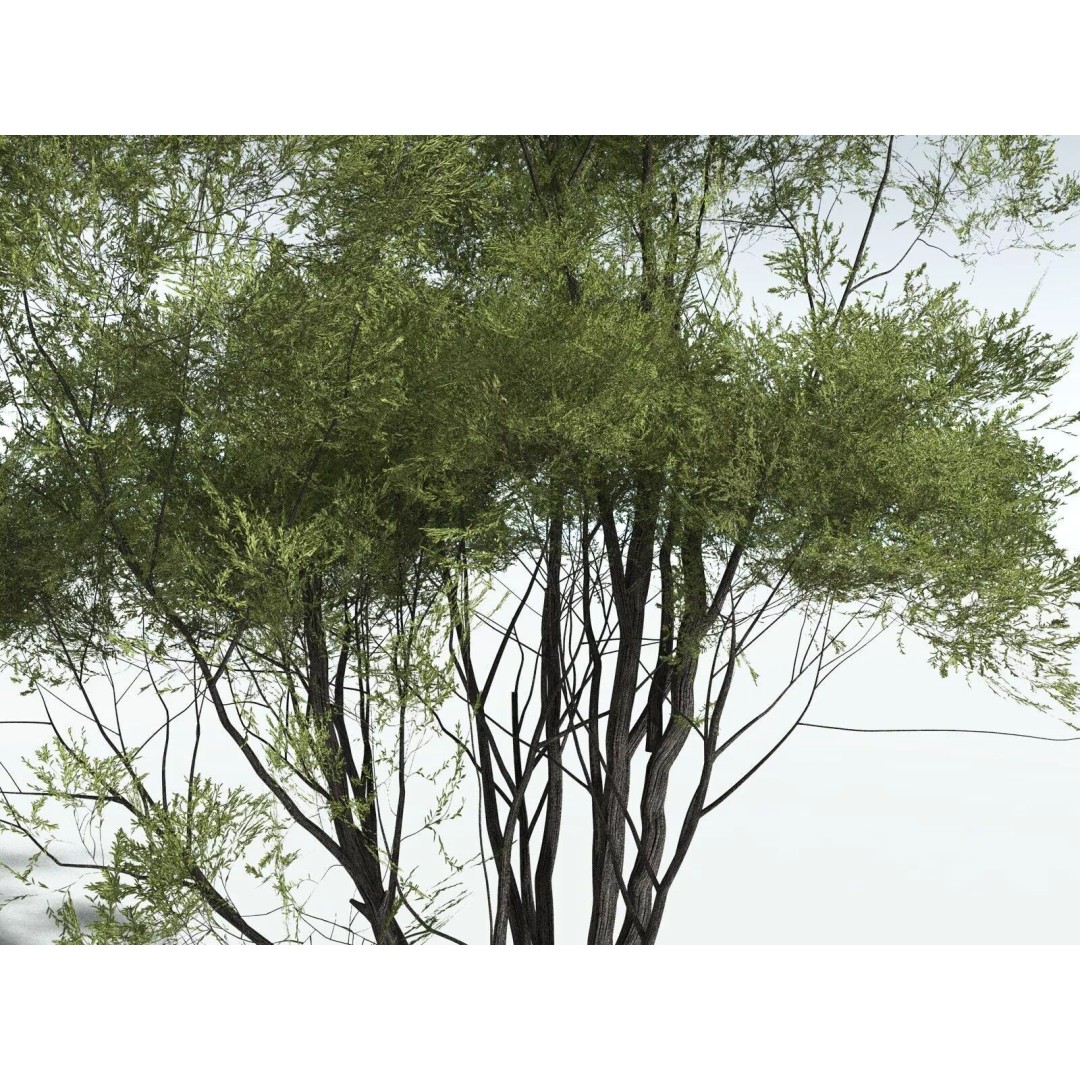 California Bay 3D Model – High Poly Tree Asset, FBX PBR Textures - View 11