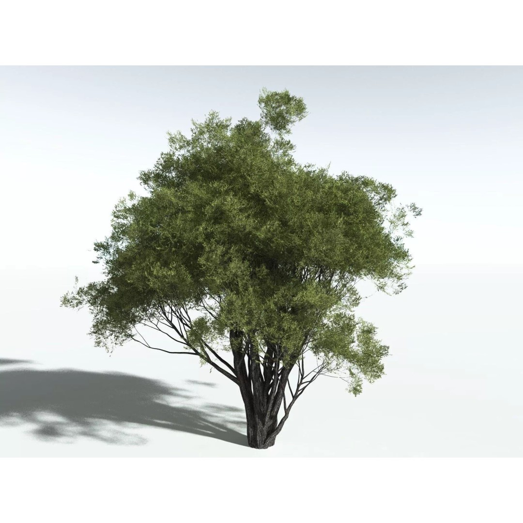 California Bay 3D Model – High Poly Tree Asset, FBX PBR Textures - View 12