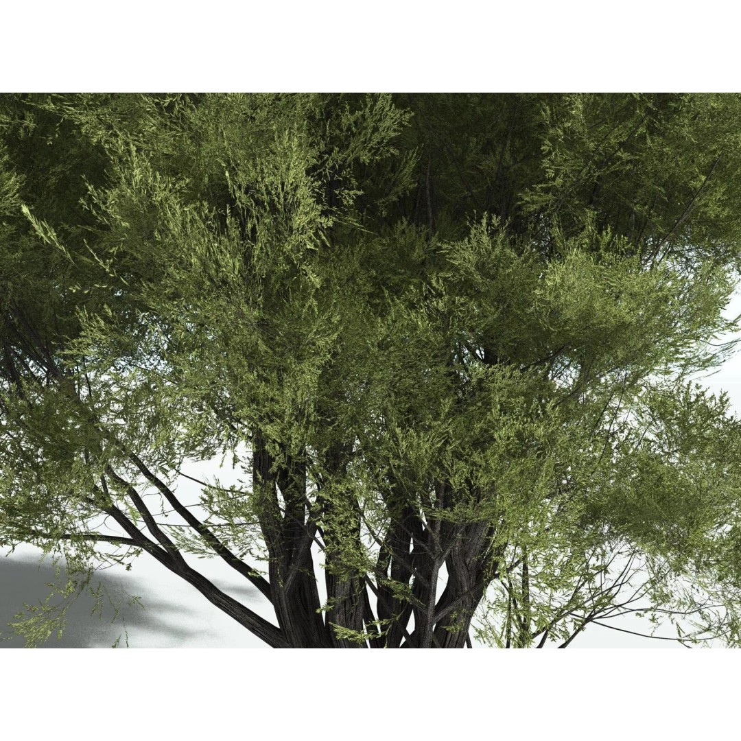 California Bay 3D Model – High Poly Tree Asset, FBX PBR Textures - View 13