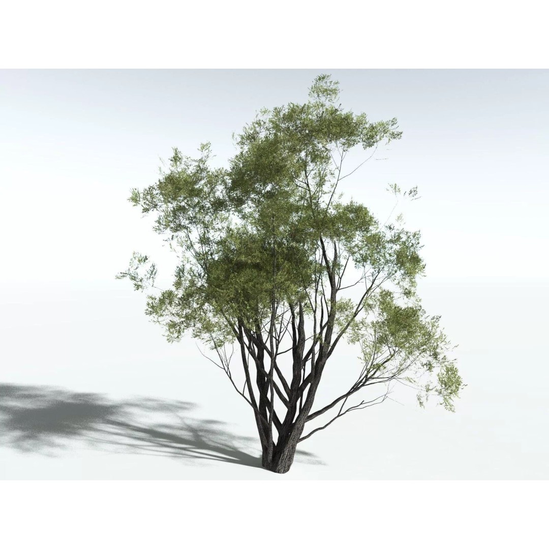California Bay 3D Model – High Poly Tree Asset, FBX PBR Textures - View 14