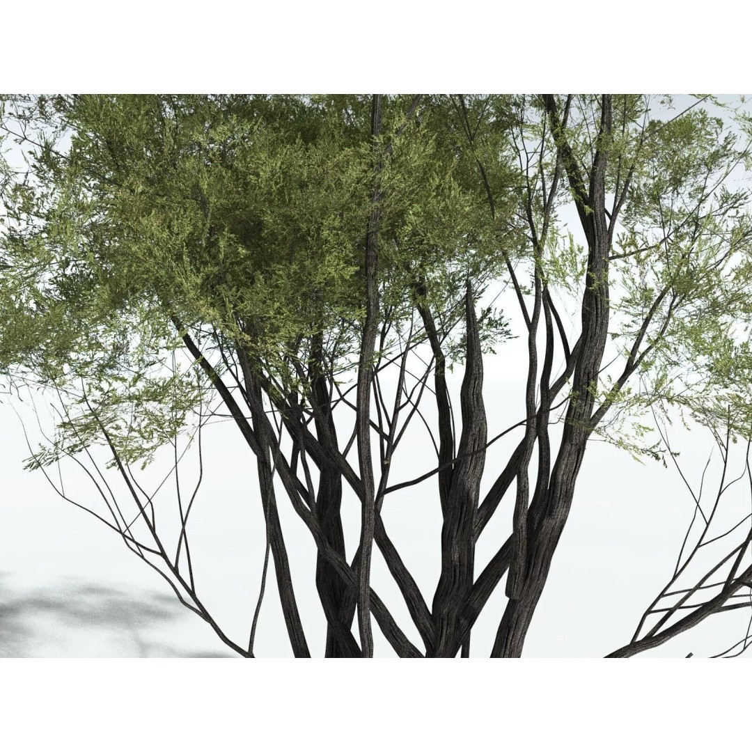 California Bay 3D Model – High Poly Tree Asset, FBX PBR Textures - View 15