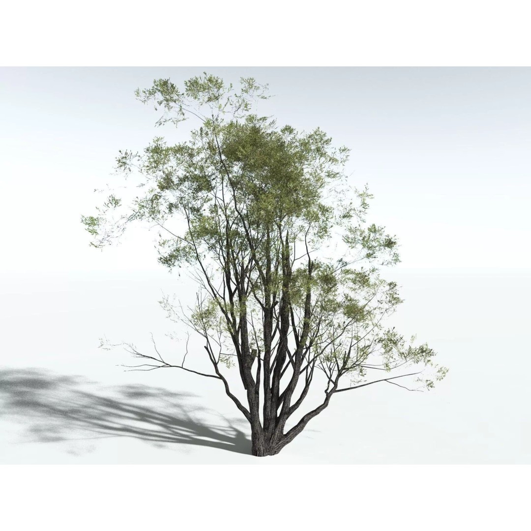 California Bay 3D Model – High Poly Tree Asset, FBX PBR Textures - View 16