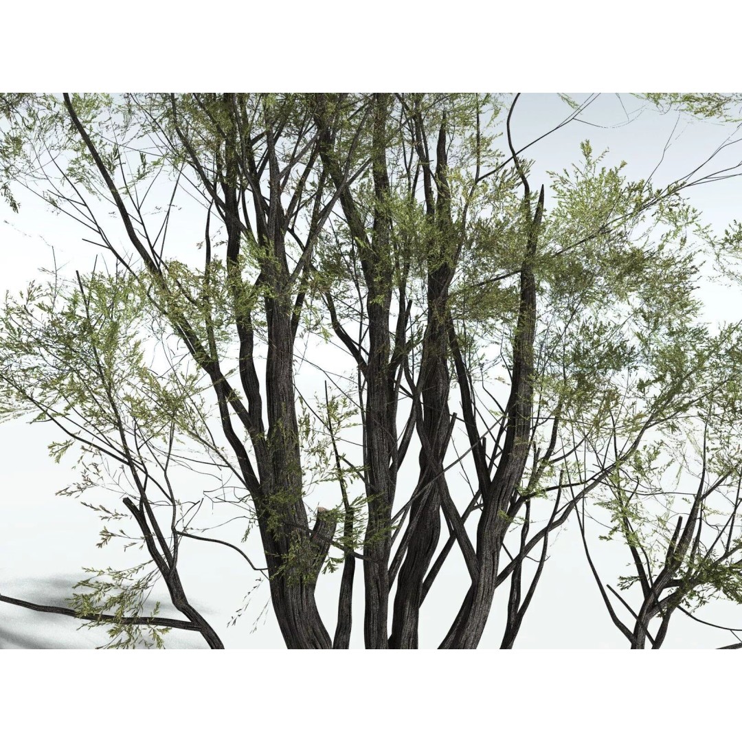 California Bay 3D Model – High Poly Tree Asset, FBX PBR Textures - View 17