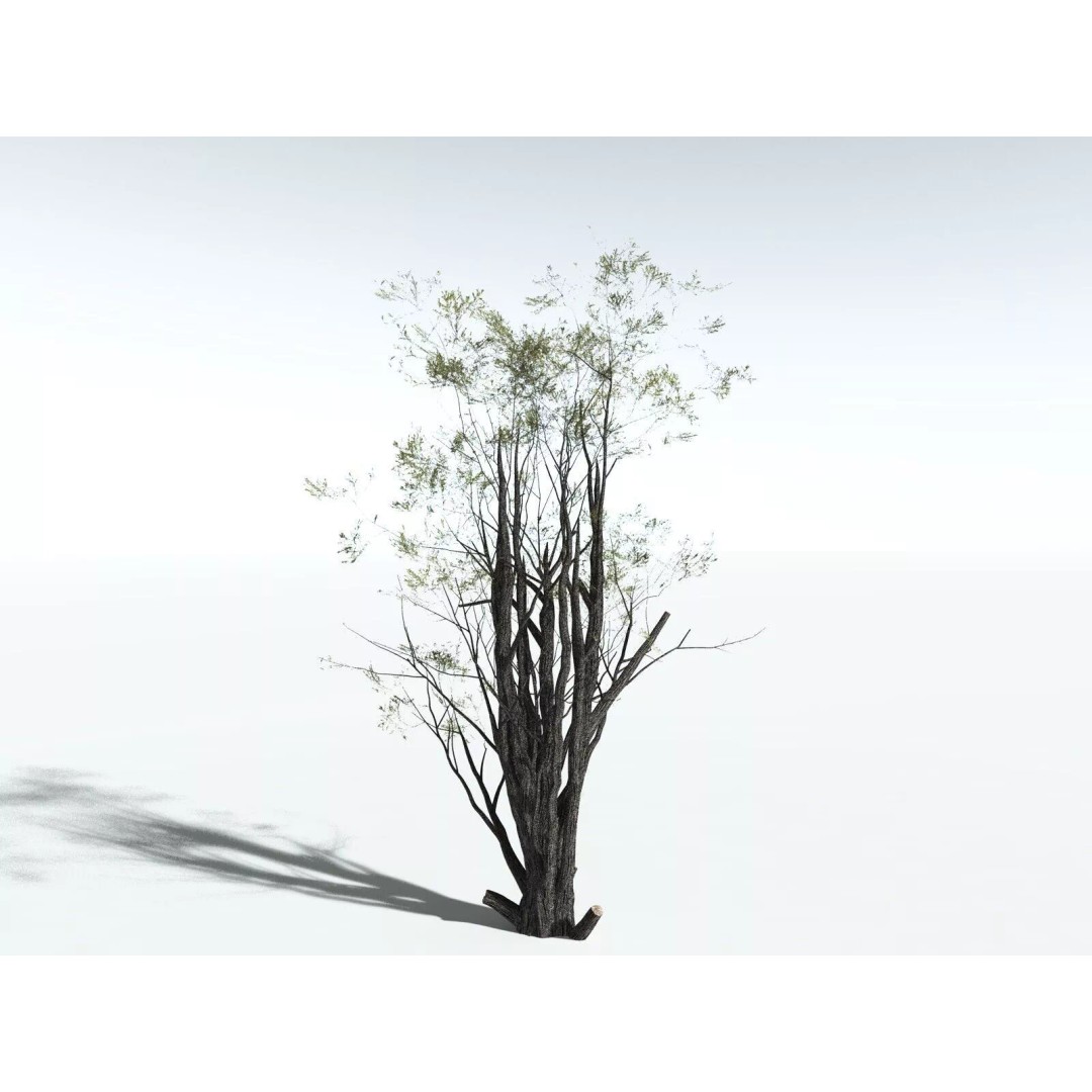 California Bay 3D Model – High Poly Tree Asset, FBX PBR Textures - View 18