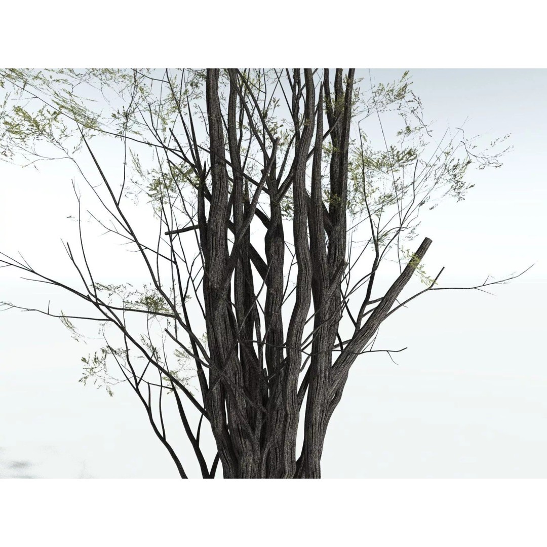 California Bay 3D Model – High Poly Tree Asset, FBX PBR Textures - View 19