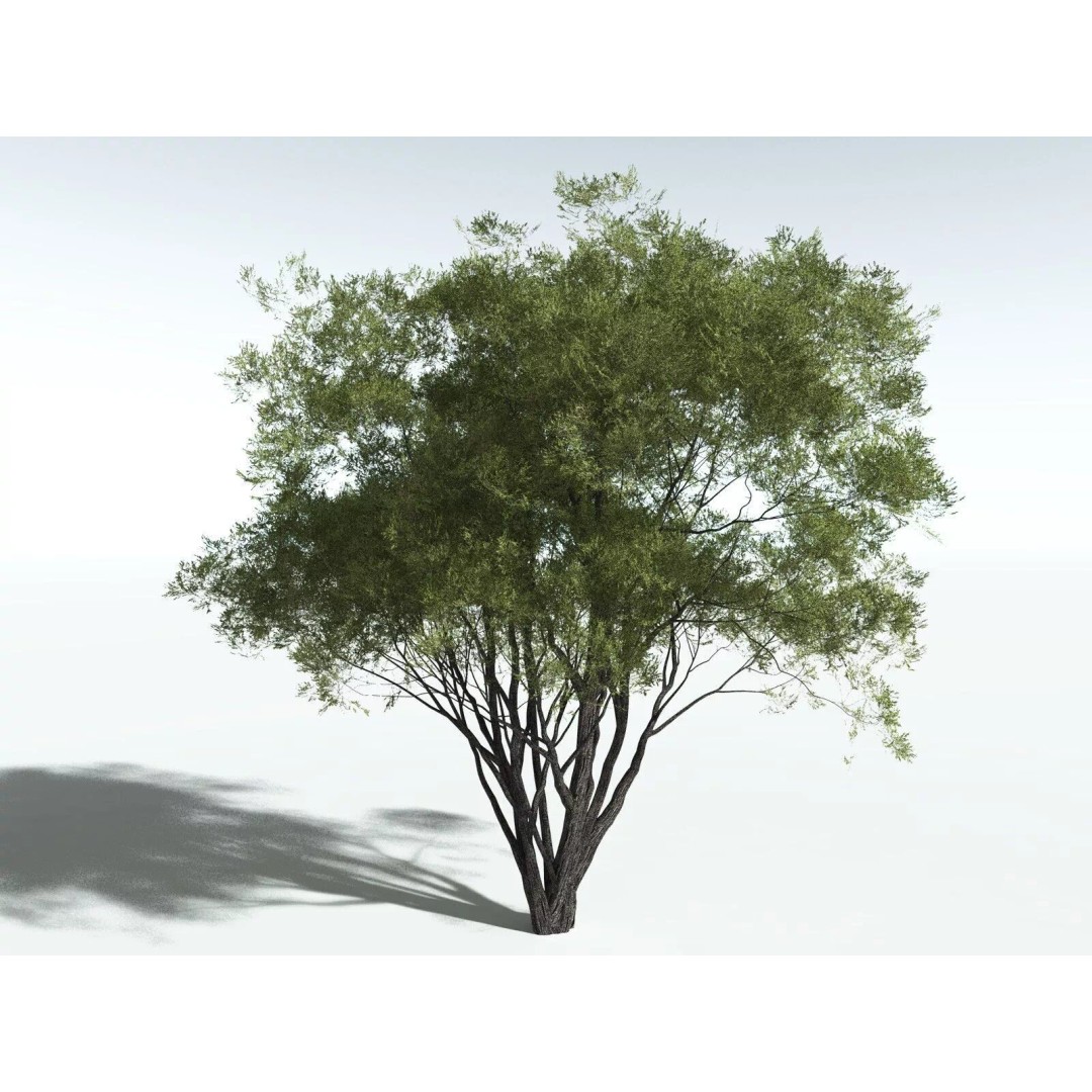 California Bay 3D Model – High Poly Tree Asset, FBX PBR Textures - View 2