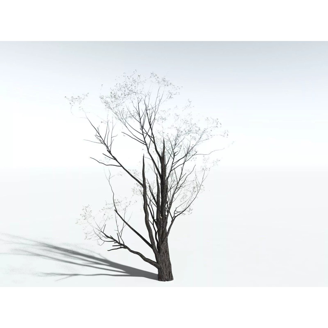 California Bay 3D Model – High Poly Tree Asset, FBX PBR Textures - View 20
