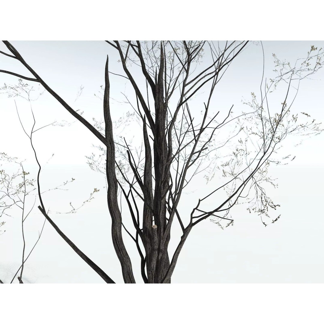 California Bay 3D Model – High Poly Tree Asset, FBX PBR Textures - View 21