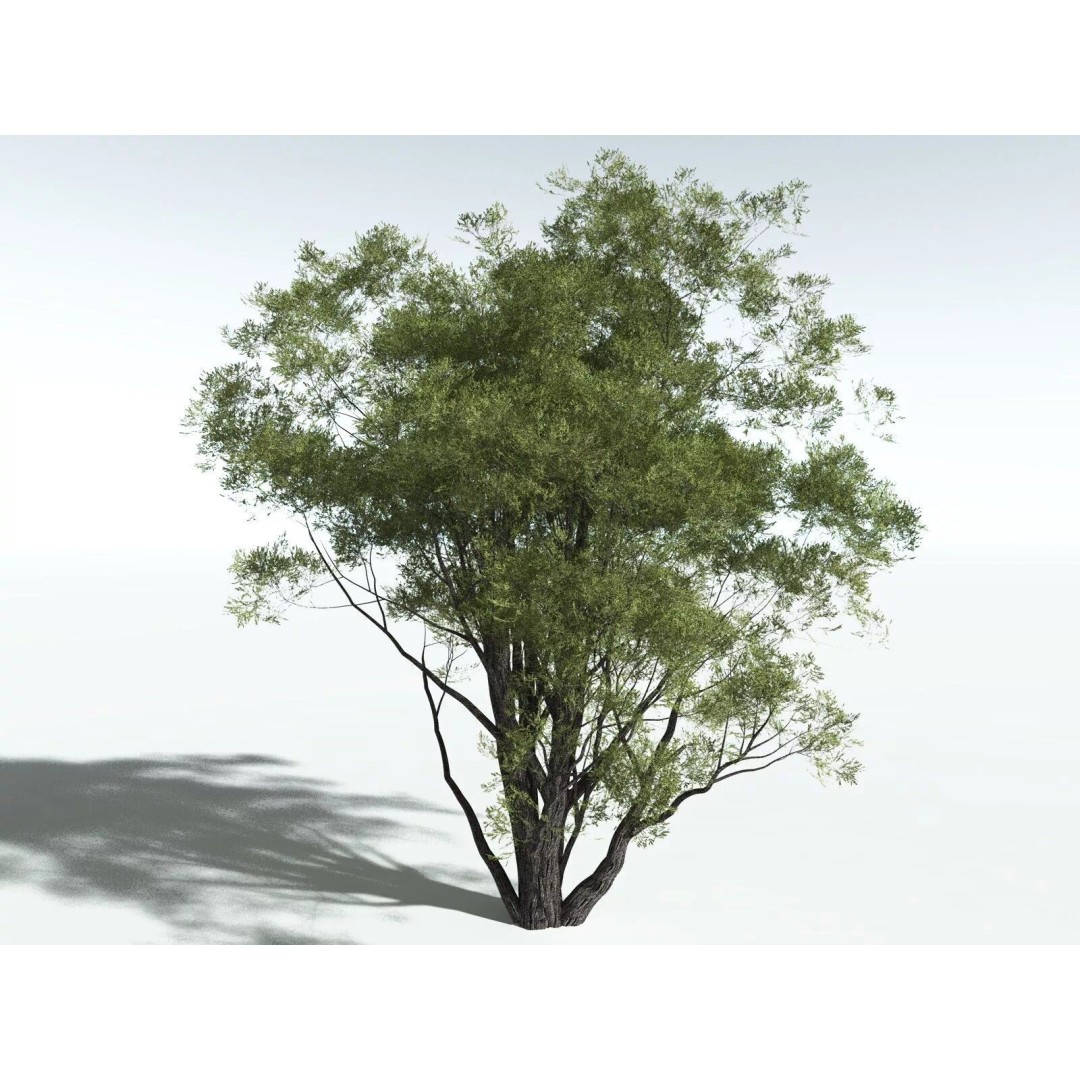 California Bay 3D Model – High Poly Tree Asset, FBX PBR Textures - View 22